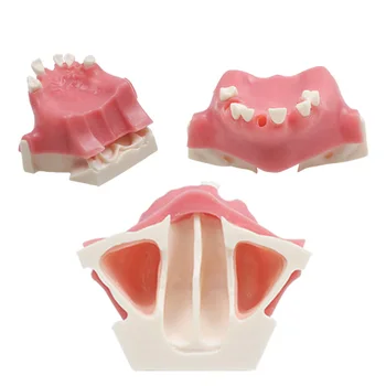 Zubné Čeľustného Sinus Zuby Model Praxi Zuby Model Dentálne Materiály Na Zubné Nástroja